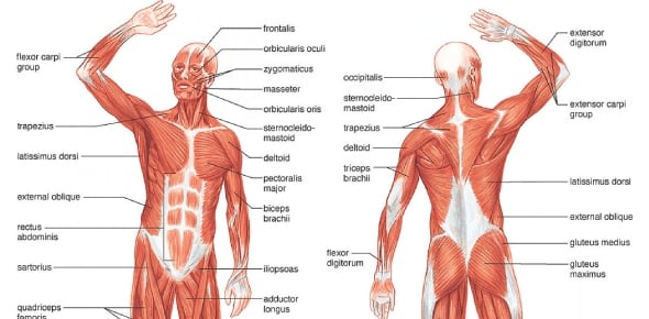 What Do You Know About Muscular System Flashcards